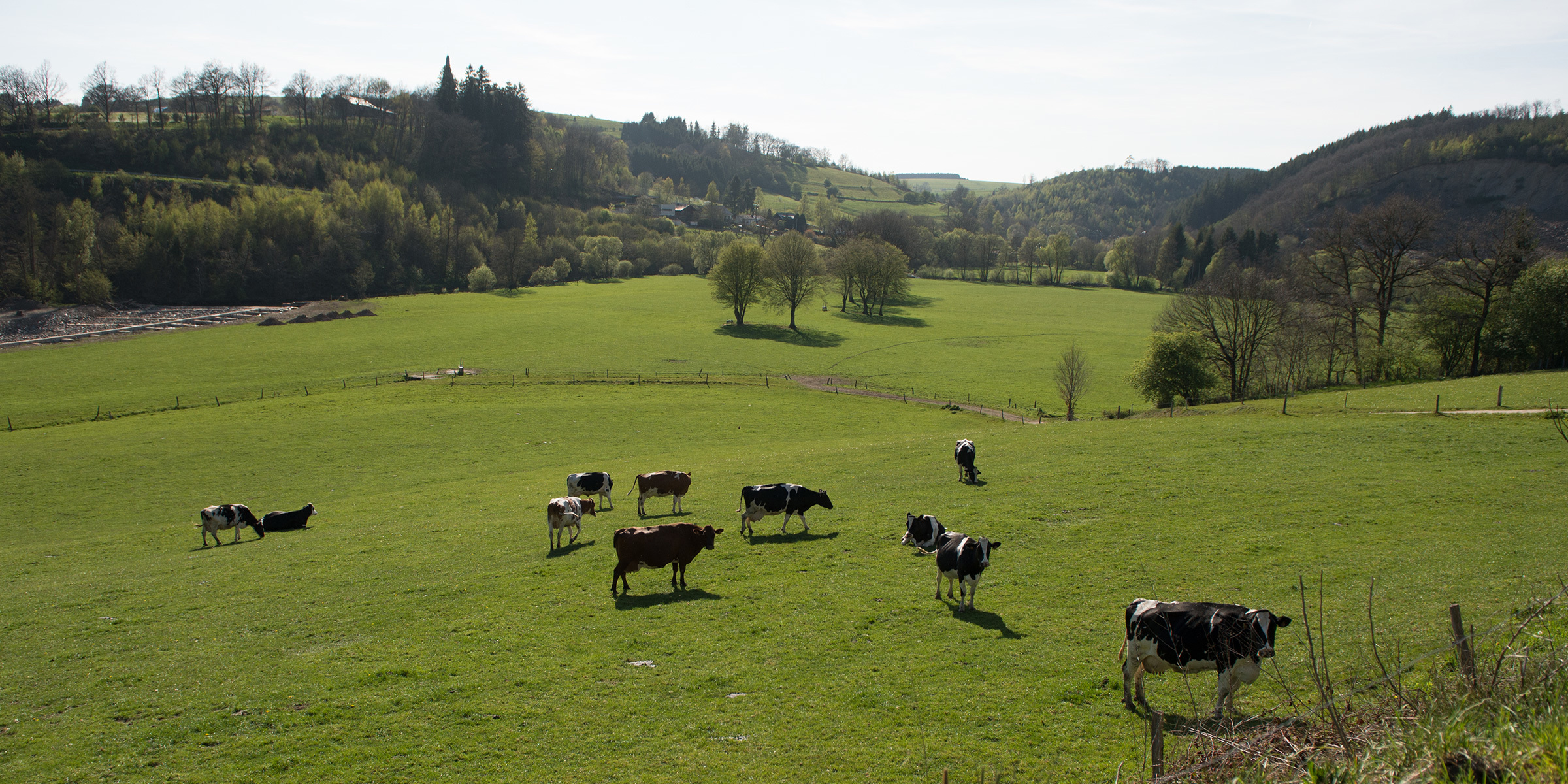 green field with cows
